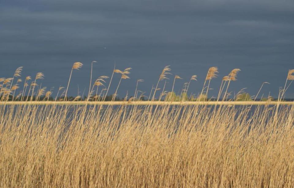 Bellemare Bungalow Lauwersmeer Mit Ueberdachte Veranda Und Eingezaeuntem Garten Anjum Eksteriør billede
